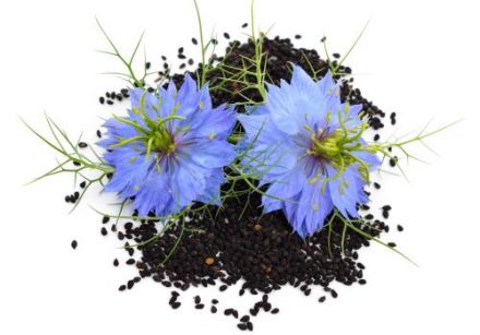 08 - L’huile de nigelle pour guérir les petits bobos