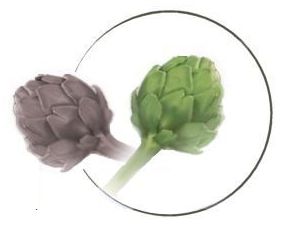 The artichoke's benefits