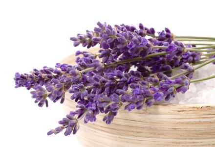 LA LAVANDE, le bleu de la détente