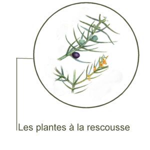 Genévrier Commun (Juniperas communis)