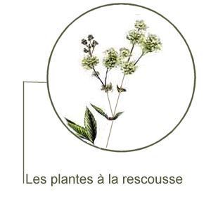 Reine-des-Prés (Filipendula ulmaria)