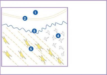 Qu'est-ce que les fibroblastes?