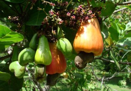 Anacardier (Anacardium occidentale)