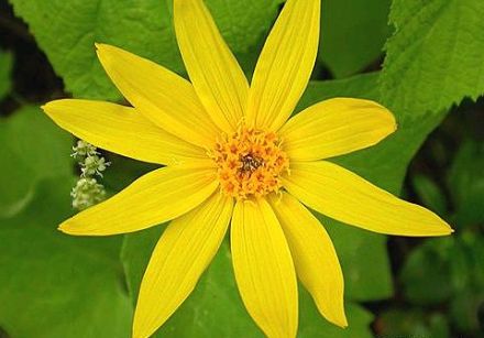 Arnica (Arnica montana)