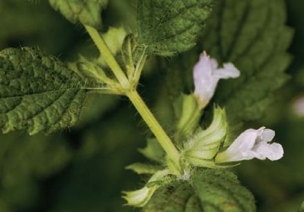 Lemon Balm