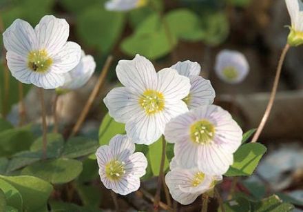 Wood sorrel (oxalis)