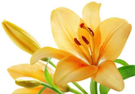 Aqua Allegoria - Lys Soleia