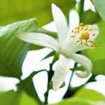 Neroli Secrets d'Essences 2