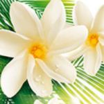 06 - Tahitian Monoi, Yves Rocher’s Cult Collection is Growing 2