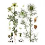 08 - L’huile de nigelle pour guérir les petits bobos 1